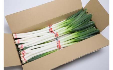 【先行予約】西日本有数の産地で育った白ネギ3kg|ねぎ ねぎ ねぎ ねぎ ねぎ 