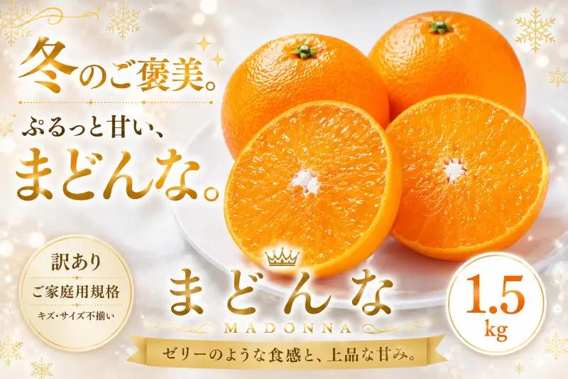 ＜訳あり 愛媛県産まどんな 合計約1.5kg＞『2026年11月下旬～1月下旬迄に順次出荷予定』 マドンナ ぷるぷる 食感 甘い ご家庭用 果汁 果物 くだもの フルーツ みかん オレンジ 柑橘 人気柑橘 特産品 株式会社OSN 愛媛県 西予市 【常温】OOS0037