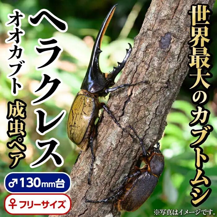 ヘラクレスオオカブト 成虫ペア カブトムシ 昆虫 飼育 オス130mm台【ビートル倶楽部】C76002