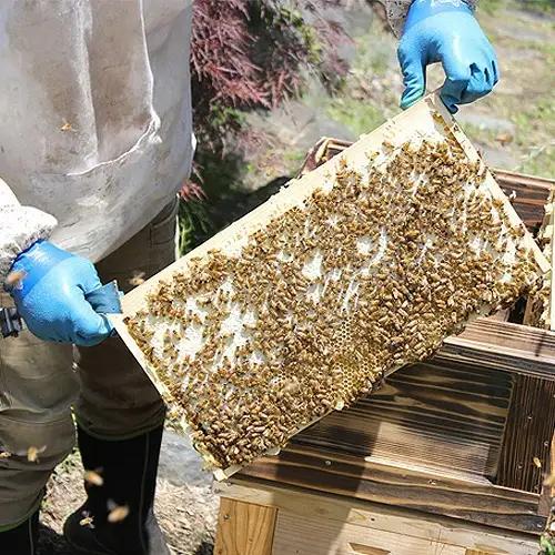 【10個】山梨県鳴沢村産 富士山麓Honey NSJ007　はちみつ ハニー 蜂蜜 