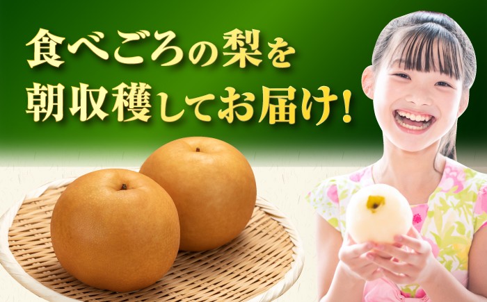 梨 ナシ なし フルーツ 果物