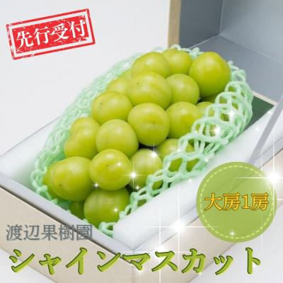 ふるさと納税 三条市 先行受付 大房シャインマスカット1房 (約570g) 令和8年度 贈答用 【011S091】