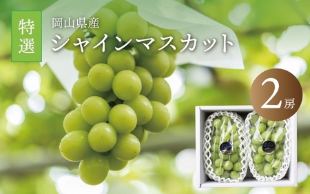 真庭市産 シャインマスカット  特選大房2房 / 【2025年9月中旬以降発送予定】数量限定 ブドウ ぶどう 贈答用 岡山 真庭 マスカット 葡萄 果物 フルーツ ギフト 新鮮 産地直送 人気 厳選 種なし 【配送不可地域：北海道・沖縄県・離島】 (shine02) 【jujiya004】