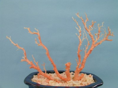 珊瑚職人館 珊瑚の原木・拝見・置物12