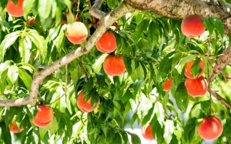 和歌山県産の桃 約4kg（11~15個） [2025年7月上旬～8月上旬発送] [Ei2]