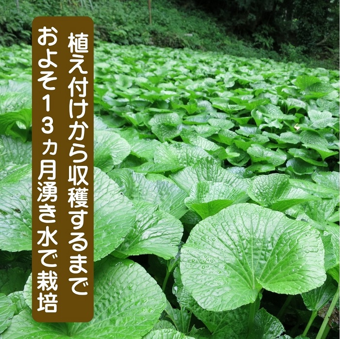 （冷蔵）わさび農家直送　無添加こだわり加工品+　生わさびセット 1383 ／ 大川因わさび園 わさび漬 わさび茎漬 わさび味噌 静岡県