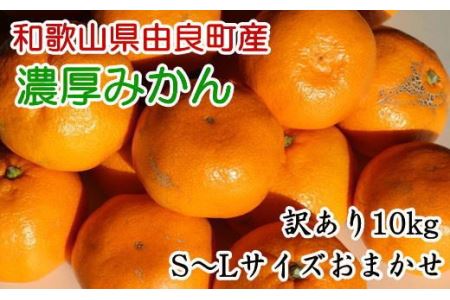 【訳あり・ご家庭用】和歌山由良町産のみかん約10kg　※2024年12月上旬～12月下旬頃に発送予定（お届け日指定不可）【tec878A】