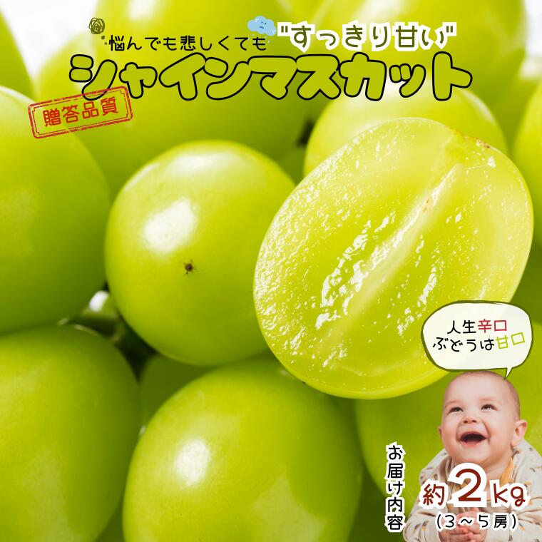 【ふるさと納税】シャインマスカット2kg ／2025年9月中旬頃配送予定　南信州産 ギフト 種なし ぶどう シャイン マスカット 長野県 フルーツギフト ギフト フルーツ オススメ プレゼント ぶどう 高級ぶどう 葡萄 果物 松川 人気 高評価 JA11