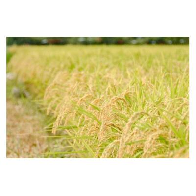 ふるさと納税 気仙沼市 宮城のおこめ 食べくらべセット ひとめぼれ & ササニシキ 各5kg 総計10kg 20565766 |  | 02