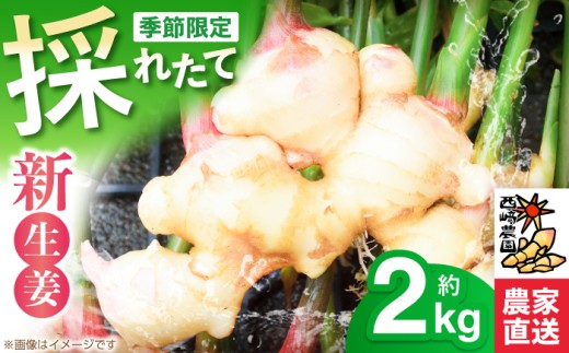新生姜 ハウス栽培 約2kg 〈毎年4月～5月末発送〉 ／ 生姜 ショウガ しょうが 新ショウガ 新しょうが ハウス ジンジャー ガリ 温活 冷え対策 野菜 食品 高知 季節限定 【西崎農園】 [ATIH001]