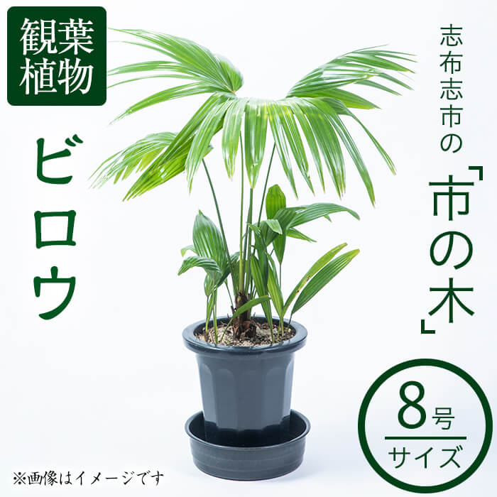 ＜先行予約受付中！R6年4～5月に発送予定＞【数量限定】観葉植物 ビロウ 8号サイズ!ヤシ科の常緑樹で南国のイメージには欠かせない植物!強くて丈夫で育てやすい【又木庭園建設】b
