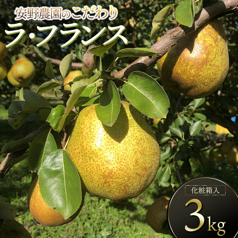 【ふるさと納税】 【令和8年産先行予約】安野農園のこだわりラ・フランス 約3kg（5〜9玉入） 化粧箱　洋梨
