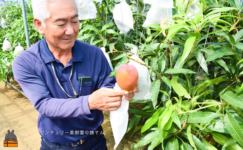 《今が旬！》【家庭用】徳之島センチュリー果樹園さんの完熟マンゴー2kg ( マンゴー フルーツ わけあり 訳あり 訳有 果物 完熟 無加温 徳之島 世界自然遺産 美味しい とろける 旬 贅沢 糖度 南の島 )