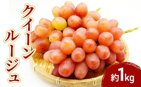 2026年産クイーンルージュ 1kg　果物 フルーツ ぶどう　長野県