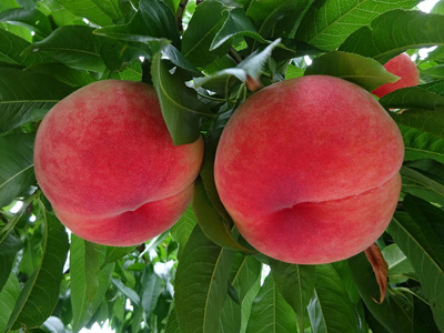 『山梨夏の味覚定期便』笛吹市産旬の桃とシャインマスカット各１回 167-014