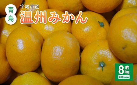 みかん 青島 温州みかん 約8kg 2025年11月下旬から12月中旬頃発送予定