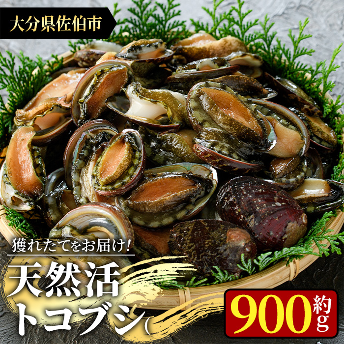 天然 トコブシ (約900g) 鮮魚 魚介 貝 トコブシ とこぶし 酒蒸し 網焼き バター焼き バーベキュー 獲れたて 冷蔵 海の直売所 大分県 佐伯市【AS82】【海べ (株)】