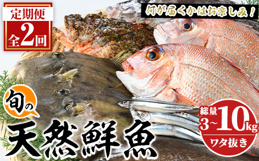 
            ＜定期便・全2回＞旬の天然鮮魚 厳選BOX(各3～5kg) 天然 魚貝 魚介 海産物 刺身 焼き魚 煮つけ 鯛 イカ キビナゴ【さるがく水産】akn028-31
          