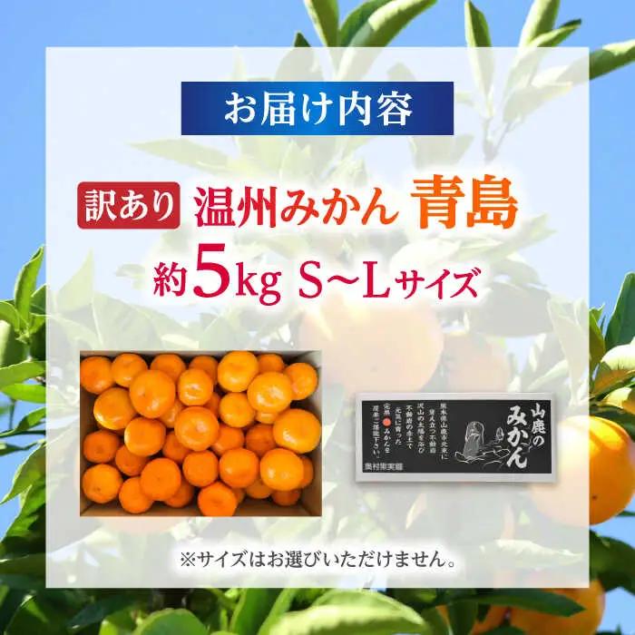 【先行予約】 訳あり 温州みかん 『青島』 約5kg S~Lサイズ 【奥村果実園】[ZFK001]