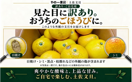 土佐文旦 訳あり 7kg 家庭用 サイズおまかせ M～4L 日本ギフト大賞受賞 文旦発祥の地 園主こだわり 規格外 不揃い 大玉 小玉 高知県土佐市産 高知県産 国産 7キロ ぶんたん みかん 柑橘類