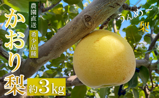 【 予約受付 】 梨 かおり梨 約 3kg （5~8玉） 9月中旬より順次出荷予定 令和8年度産 梨爺が作ったうんめ～「かおり梨」 香り梨 香梨 ナシ フルーツ 果物 くだもの スイーツ 甘味  国産 秋梨 和梨 期間限定 数量限定 埼玉県 羽生市