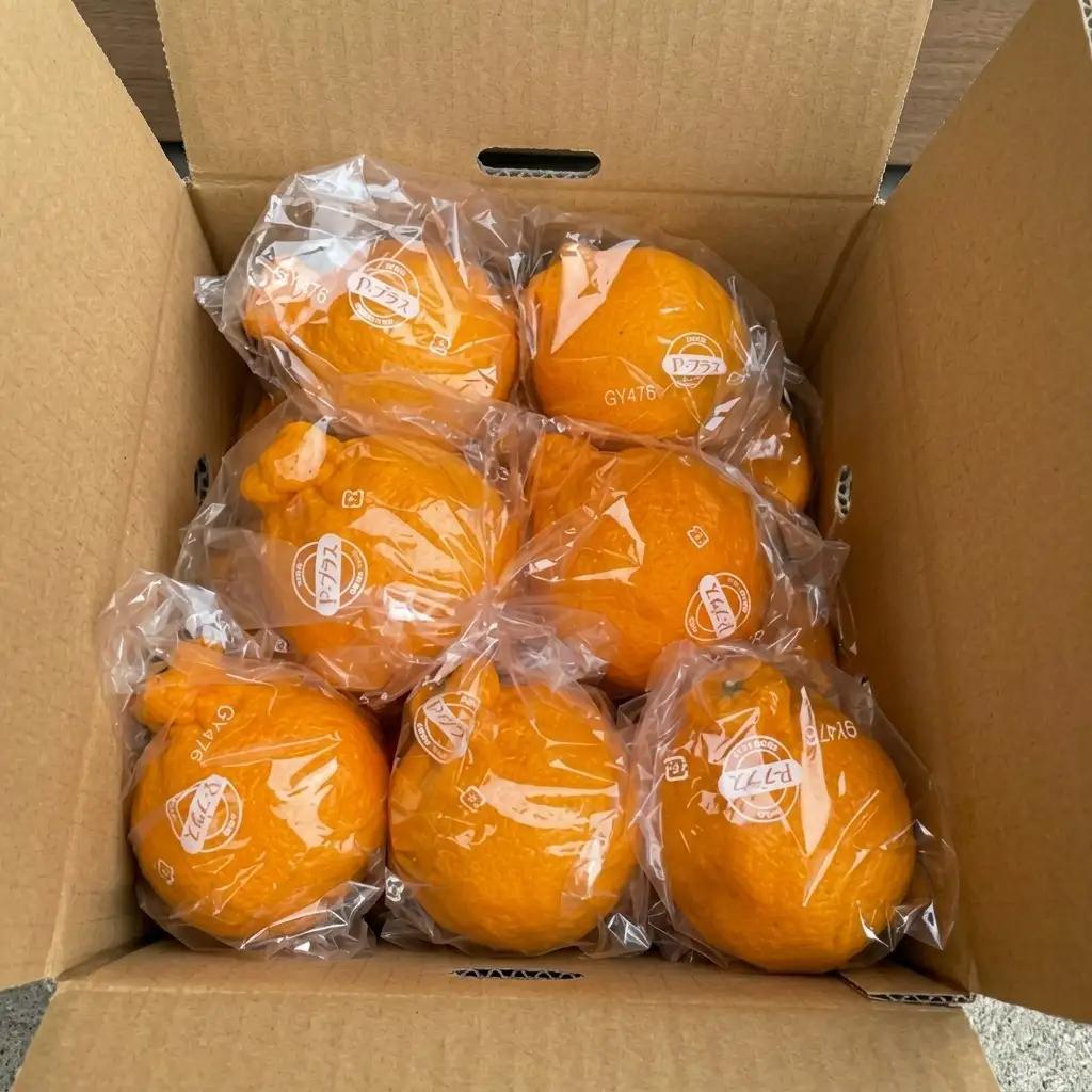不知火 低温貯蔵 ハウス 柑橘 不知火【約3kg】【先行予約】