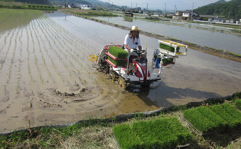 米 定期便 6ヶ月 関口さんちのお米 コシヒカリ 5kg お米 こめ コメ 精米 白米 ご飯 こしひかり 長野 信州 6回 半年 お楽しみ