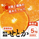 【ふるさと納税】【先行予約】【数量限定】＼農園直送／愛媛県産せとか5kg×1箱（家庭用）◆｜柑橘 みかん ミカン 蜜柑 果物 フルーツ 柑橘の大トロ 愛媛県産 ※2025年2月下旬頃～3月中旬頃に順次発送予定