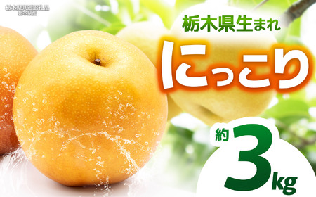 【栃木県共通返礼品】【2026年先行予約】にっこり 約3kg |にっこり 梨 なし ナシ 新品種 先行予約 大粒 新鮮 甘い 美味しい 果物 くだもの フルーツ ふるーつ 共通返礼品 フルーツ デザート 栃木県 那珂川町