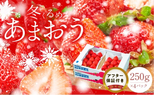 【2026年12月以降お届け】福岡産［冬］あまおう4パック_冬くるめ あまおう 250g × 4パック 合計 1kg 冷蔵 苺本来の味 濃厚 甘い 果汁 アフター保証 安心安全 国産 いちご 果物 アレンジ おやつ お菓子 タルト クッキー フルーツ スイーツ スムージー ジャム 南国フルーツ お取り寄せ 福岡県 久留米市 送料無料_Fi011