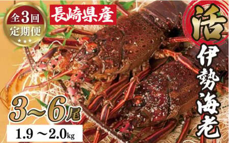 年3回お届け長崎県産活き伊勢海老