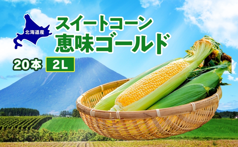  北海道産 スイート コーン めぐみゴールド 2Lサイズ 20本  先行受付 8月上旬～末頃のお届け とうもろこし 恵味 めぐみ トウモロコシ 旬 完熟 朝もぎ 野菜 産地直送 お取り寄せ 北海道 丸田農園 送料無料 洞爺湖