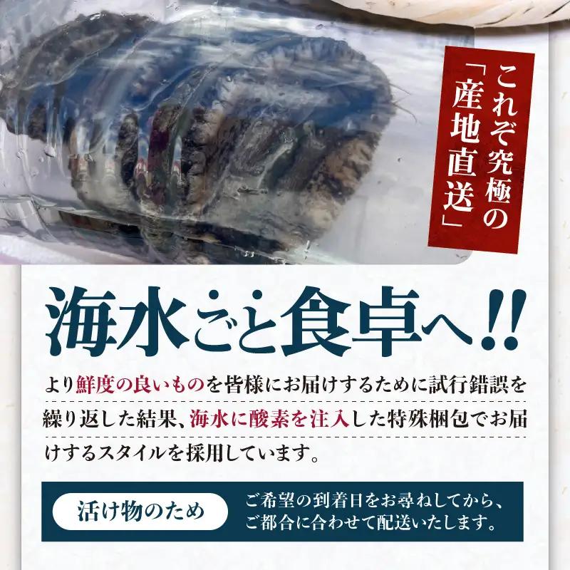 天然黒あわび合計1kg！活けあわび｜鮑