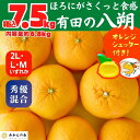 【ふるさと納税】八朔 (はっさく) 玉ぞろい 箱込 7.5kg(内容量約 6.8kg) 2L L Mサイズのいずれか 秀品 優品 混合 和歌山県産 産地直送【おまけ付き】【みかんの会】 | みかん 八朔 和歌山 大玉 秀 優 産地直送 和歌山県 有田川町 ふるさと納税 返礼品 故郷納税