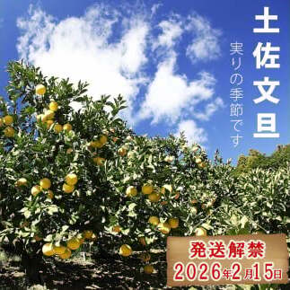 【先行予約】【果樹園直送】土佐文旦 特選品贈答用 約3kg L～2Lサイズ 6～7個入り〈2027年2月中旬～3月中旬頃発送〉  /  ぶんたん ブンタン フルーツ 柑橘 みかん 果物 くだもの 柑橘
