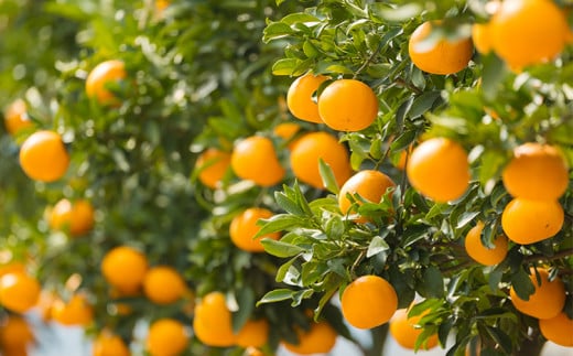 【先行受付・数量限定】柑橘の高級種ブランド《甘味たっぷり》 高原町産の柑橘「せとか」ご家庭用 約2kg（大小混合6〜8玉）TF0746-P00068