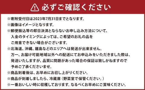 【2023年8月上旬発送開始】糖度18度以上を厳選してお届け！ 熊本県産 大房 シャインマスカット 2房 1.5kg以上 マスカット フルーツ 果物 くだもの