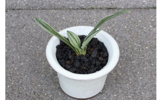 観葉植物 万年青 徳川家康公の縁起物 お祝い万年青 [豊明園 愛知県 岡崎市 ok23bzw650001] おもと 万年青 盆栽 徳川家康 縁起物 植物 金運 金運アップ 長寿草
