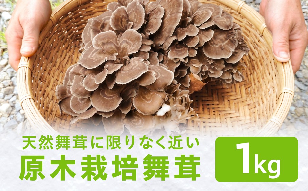 
                  【9～10月発送】原木栽培舞茸１kg | 舞茸 まいたけ 国産 野菜 やさい きのこ 菌床栽培 原木栽培 天ぷら 炊き込みご飯  飛騨高山 16000円 amrita農園 KM002
                