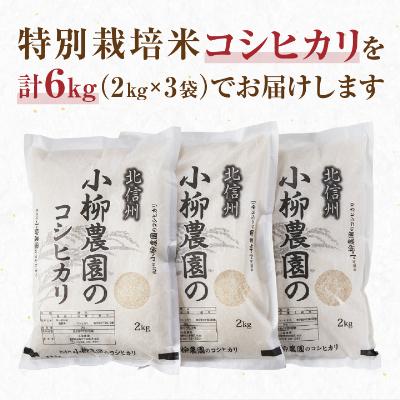 ふるさと納税 中野市 小柳農園の特別栽培米コシヒカリ6kg(2kg×3) |  | 03