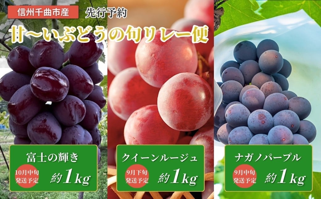 
            【2026年先行予約】皮ごと食べられる 信州育ち甘~いぶどうの旬リレー便（ナガノパープル、クイーンルージュ®、富士の輝き）｜果物 フルーツ 黒ぶどう 赤ぶどう 葡萄 ブドウ 種無し 種なし 皮ごと 千曲市 長野県
          