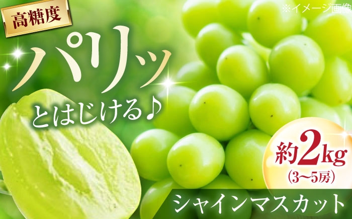 
                  シャインマスカット 井上農園のシャインマスカット 約2kg 3～5房入 〈2026年9月～発送〉 ／ フルーツ 果物 くだもの 食品 人気 おすすめ 送料無料 シャインマスカット マスカット ますかっと 葡萄 ぶどう ブドウ 種なし 皮ごと 甘い 旬 産地直送 愛媛 内子町 国産 ふるさと納税 お取り寄せ 四国 【株式会社内子フレッシュパークからり】 [BKAD043]
                