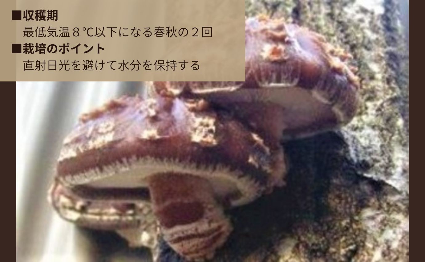 ジャンボ椎茸の原木