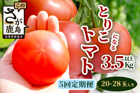 【先行予約】たにぐちファーム とりこになるトマト 【3.5kg以上×5回定期便】【2024年12月から出荷】 Ricotomato とりこになる トマト [定期便 野菜定期便 定期 野菜 トマト 新鮮