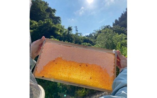 新潟県産はちみつ　あかしあ１kg