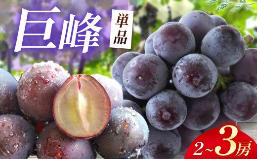 【先行予約】 巨峰 2～3房 ( 1kg以上 ) | 数量限定 新鮮 産地直送 ぶどう ブドウ 葡萄 果物 くだもの フルーツ 大分県産 九州産 国産 大分県 中津市