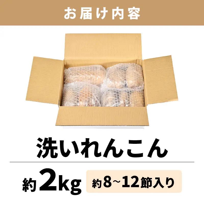 【先行予約】洗いれんこん2kg《発送直前に収穫してお届け！》 シャキっとした歯触り！ ／ 有機肥料 低農薬 蓮根 レンコン 野菜 根菜 正月【2026年11月中旬以降順次発送予定】 [aw056-a0