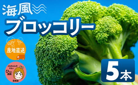 ブロッコリー 5本 豊橋 国産 ミネラルたっぷり 海風そだち 潮風 家族で 大容量 豊橋 ともちゃんのやさい 直売所で大人気！ 愛知県 豊橋市 安心野菜