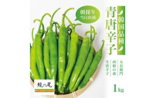 ＜宮城県産＞生青唐辛子1kgセット(500g×2袋)激辛韓国品種 西根の森|太良衛門【1702349】