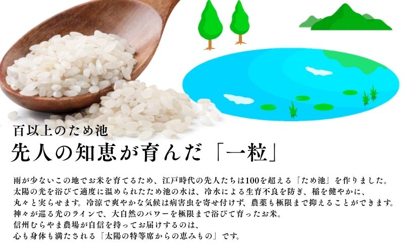 こしひかり 3kg 米 塩田平の「晴米」 コシヒカリ こしひかり 精米
